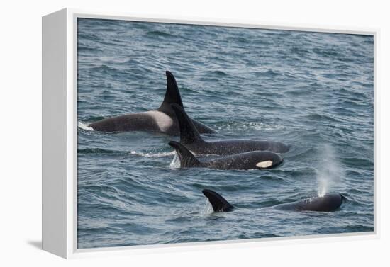 An orca family swimming along Icy Strait, Alaska.-Betty Sederquist-Framed Premier Image Canvas