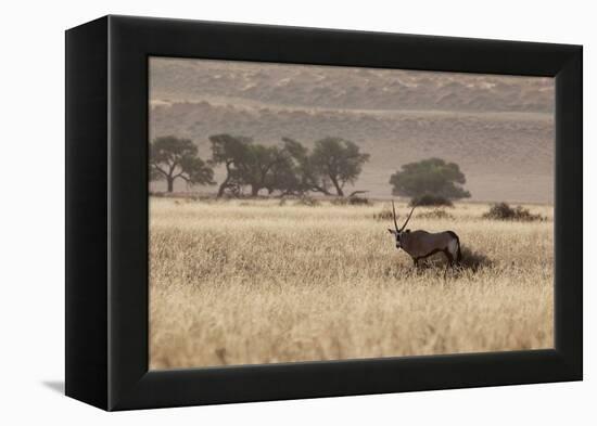 An Orix Grazing in the Namib-Naukluft National Park at Sunset-Alex Saberi-Framed Premier Image Canvas