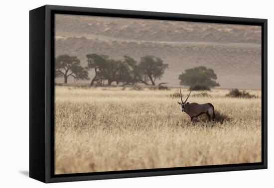 An Orix Grazing in the Namib-Naukluft National Park at Sunset-Alex Saberi-Framed Premier Image Canvas