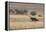 An Orix Grazing in the Namib-Naukluft National Park at Sunset-Alex Saberi-Framed Premier Image Canvas