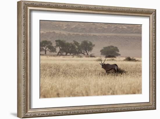 An Orix Grazing in the Namib-Naukluft National Park at Sunset-Alex Saberi-Framed Photographic Print