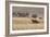 An Orix Grazing in the Namib-Naukluft National Park at Sunset-Alex Saberi-Framed Photographic Print