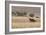 An Orix Grazing in the Namib-Naukluft National Park at Sunset-Alex Saberi-Framed Photographic Print