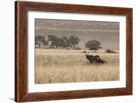 An Orix Grazing in the Namib-Naukluft National Park at Sunset-Alex Saberi-Framed Photographic Print