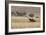 An Orix Grazing in the Namib-Naukluft National Park at Sunset-Alex Saberi-Framed Photographic Print