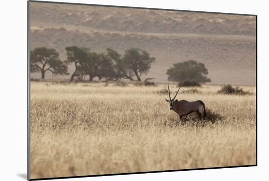 An Orix Grazing in the Namib-Naukluft National Park at Sunset-Alex Saberi-Mounted Photographic Print