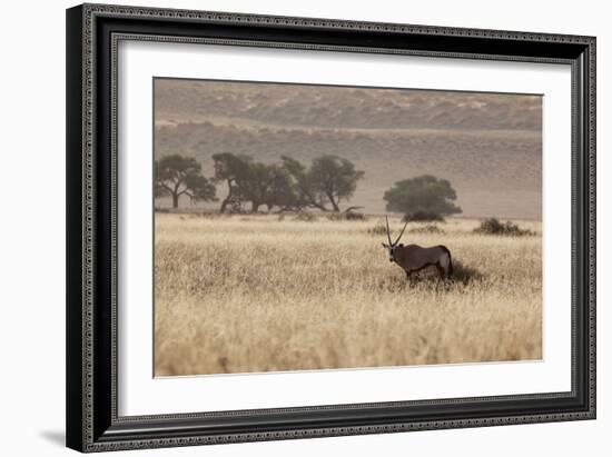 An Orix Grazing in the Namib-Naukluft National Park at Sunset-Alex Saberi-Framed Photographic Print