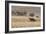 An Orix Grazing in the Namib-Naukluft National Park at Sunset-Alex Saberi-Framed Photographic Print