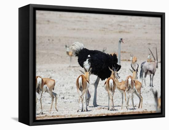 An Ostrich and Group of Springbok at a Watering Hole in Etosha National Park, Namibia-Alex Saberi-Framed Premier Image Canvas