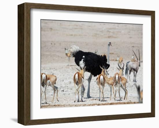 An Ostrich and Group of Springbok at a Watering Hole in Etosha National Park, Namibia-Alex Saberi-Framed Photographic Print