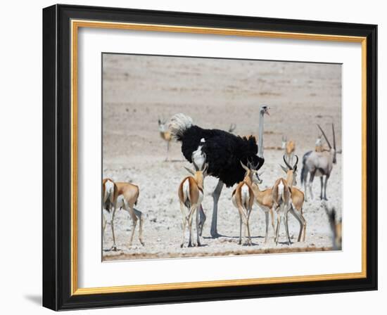 An Ostrich and Group of Springbok at a Watering Hole in Etosha National Park, Namibia-Alex Saberi-Framed Photographic Print