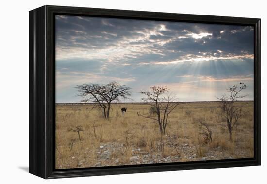 An Ostrich at Sunrise in Etosha National Park-Alex Saberi-Framed Premier Image Canvas