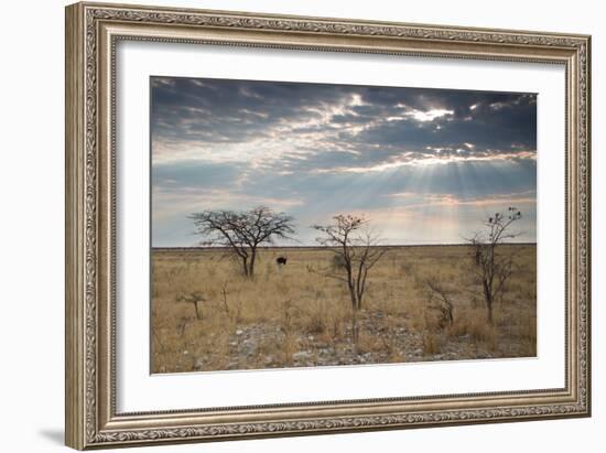 An Ostrich at Sunrise in Etosha National Park-Alex Saberi-Framed Photographic Print