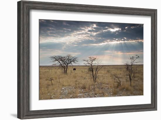 An Ostrich at Sunrise in Etosha National Park-Alex Saberi-Framed Photographic Print