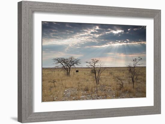 An Ostrich at Sunrise in Etosha National Park-Alex Saberi-Framed Photographic Print