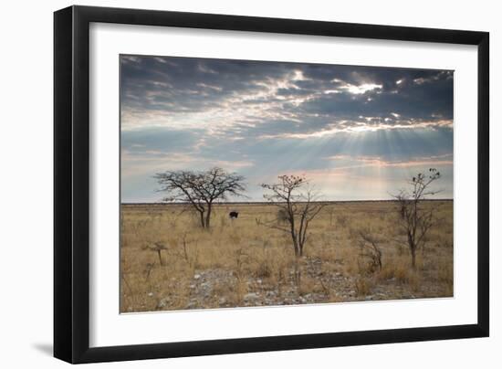 An Ostrich at Sunrise in Etosha National Park-Alex Saberi-Framed Photographic Print