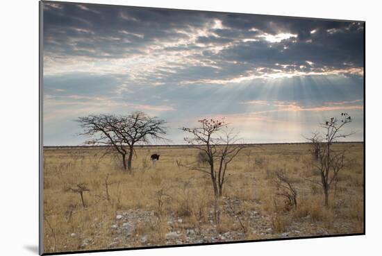 An Ostrich at Sunrise in Etosha National Park-Alex Saberi-Mounted Photographic Print