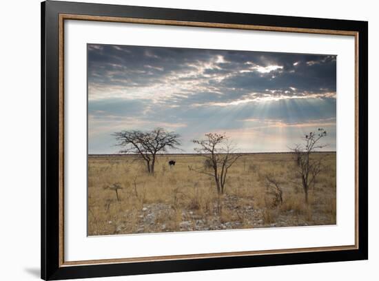 An Ostrich at Sunrise in Etosha National Park-Alex Saberi-Framed Photographic Print