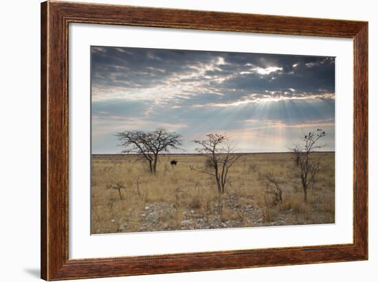 An Ostrich at Sunrise in Etosha National Park-Alex Saberi-Framed Photographic Print