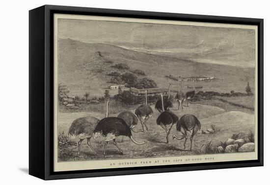 An Ostrich Farm at the Cape of Good Hope-null-Framed Premier Image Canvas