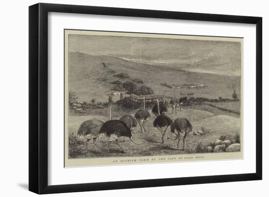 An Ostrich Farm at the Cape of Good Hope-null-Framed Giclee Print