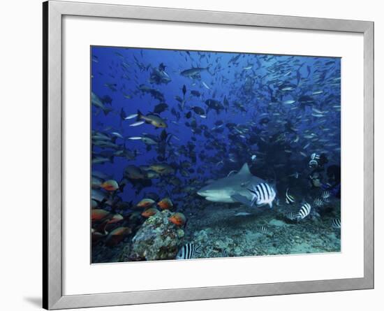 An Underwater Photographer Films a Large Bull Shark Surrounded by Hundreds of Reef Fish, Fiji-Stocktrek Images-Framed Photographic Print