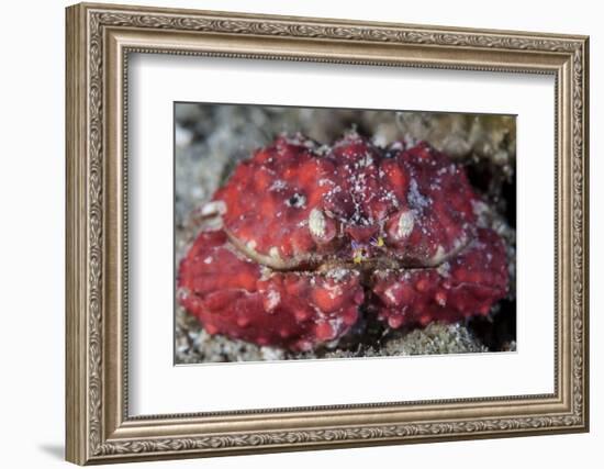 An Unidentified Crab Sits on the Seafloor-Stocktrek Images-Framed Photographic Print