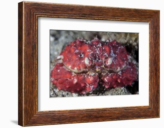 An Unidentified Crab Sits on the Seafloor-Stocktrek Images-Framed Photographic Print