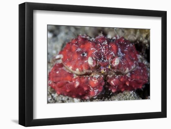 An Unidentified Crab Sits on the Seafloor-Stocktrek Images-Framed Photographic Print