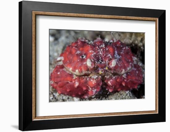 An Unidentified Crab Sits on the Seafloor-Stocktrek Images-Framed Photographic Print