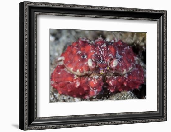 An Unidentified Crab Sits on the Seafloor-Stocktrek Images-Framed Photographic Print