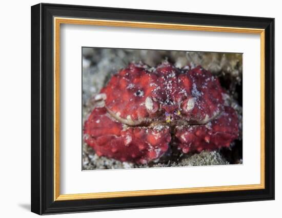 An Unidentified Crab Sits on the Seafloor-Stocktrek Images-Framed Photographic Print