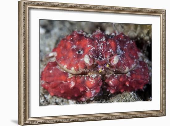 An Unidentified Crab Sits on the Seafloor-Stocktrek Images-Framed Photographic Print