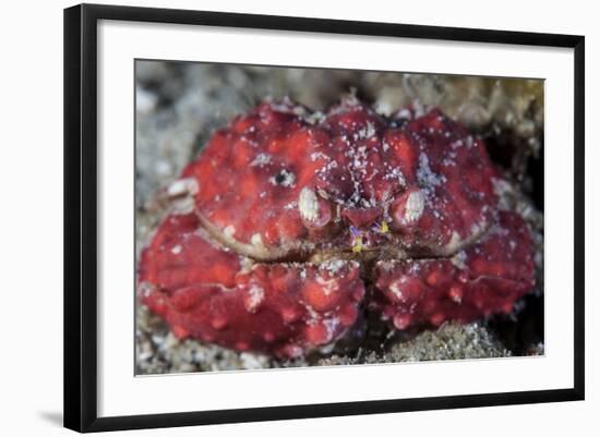 An Unidentified Crab Sits on the Seafloor-Stocktrek Images-Framed Photographic Print