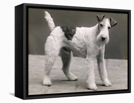 An Unidentified Dog-Thomas Fall-Framed Premier Image Canvas