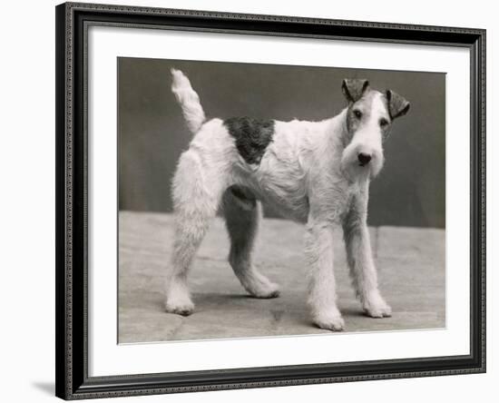 An Unidentified Dog-Thomas Fall-Framed Photographic Print