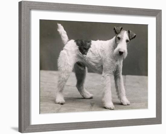 An Unidentified Dog-Thomas Fall-Framed Photographic Print