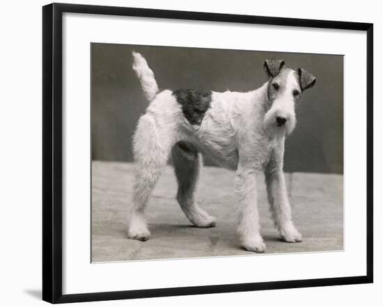 An Unidentified Dog-Thomas Fall-Framed Photographic Print