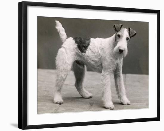 An Unidentified Dog-Thomas Fall-Framed Photographic Print