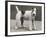 An Unidentified Dog-Thomas Fall-Framed Photographic Print