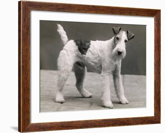 An Unidentified Dog-Thomas Fall-Framed Photographic Print