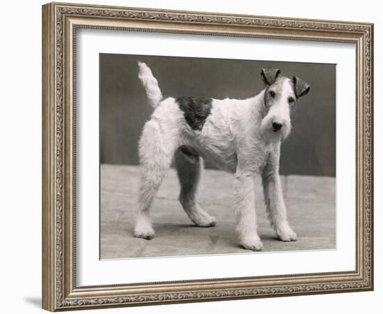 An Unidentified Dog-Thomas Fall-Framed Photographic Print