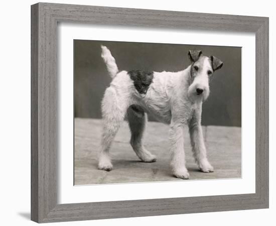 An Unidentified Dog-Thomas Fall-Framed Photographic Print