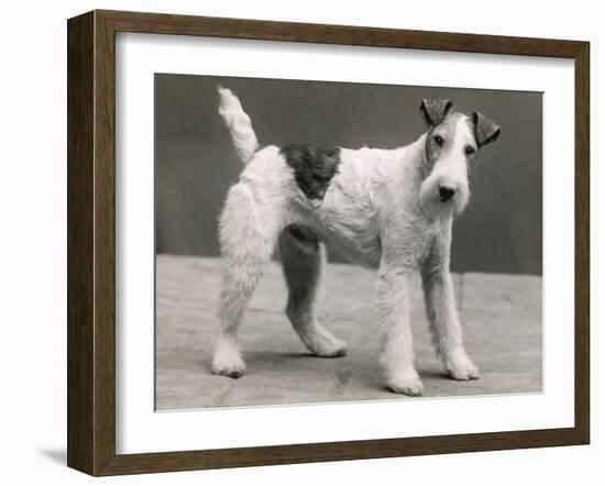 An Unidentified Dog-Thomas Fall-Framed Photographic Print