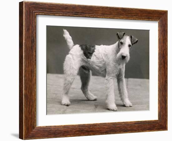 An Unidentified Dog-Thomas Fall-Framed Photographic Print