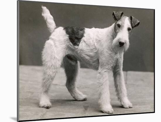 An Unidentified Dog-Thomas Fall-Mounted Photographic Print