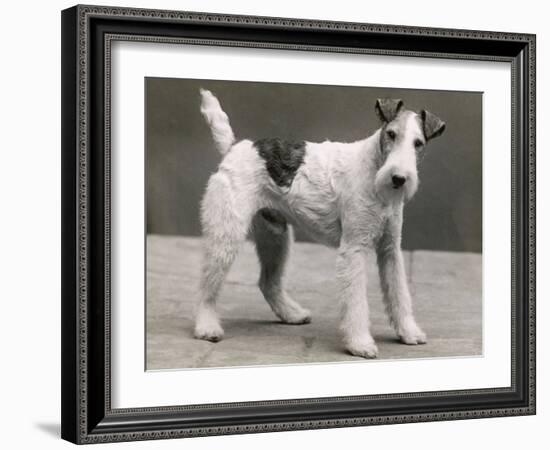 An Unidentified Dog-Thomas Fall-Framed Photographic Print