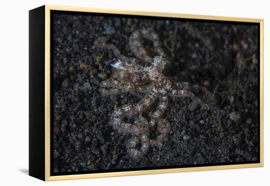 An Unidentified Octopus on a Black Sand Seafloor-Stocktrek Images-Framed Premier Image Canvas