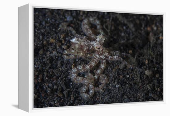 An Unidentified Octopus on a Black Sand Seafloor-Stocktrek Images-Framed Premier Image Canvas