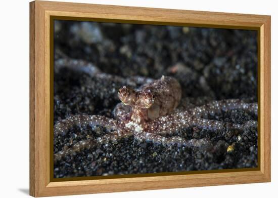 An Unidentified Octopus on a Black Sand Seafloor-Stocktrek Images-Framed Premier Image Canvas